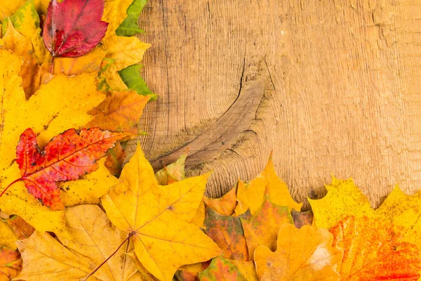 Hojas Otoño Húmedas Rojas Amarillas Fondo Una Madera Vieja Oscura — Foto de Stock