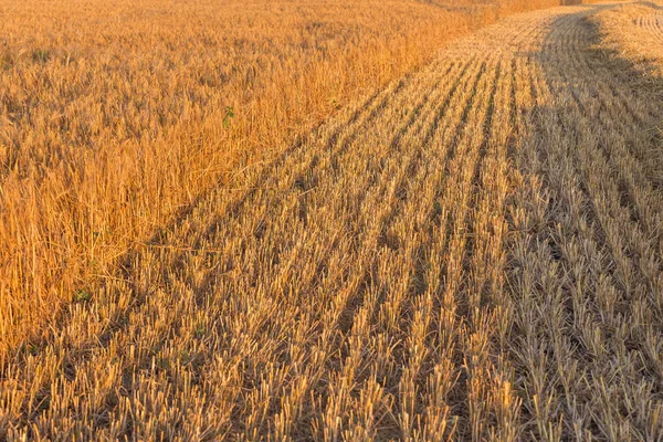 Paisagem de verão com campos agrícolas — Fotografia de Stock