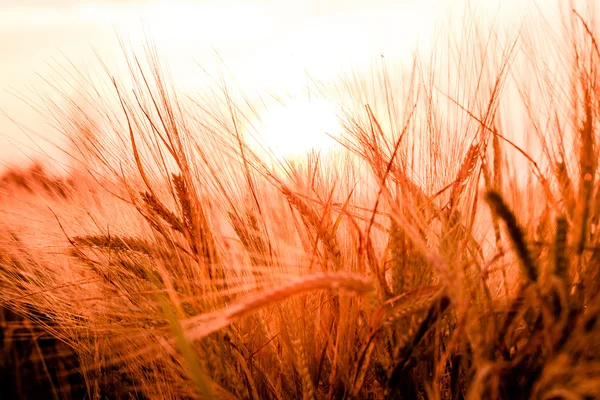 Golden ears of wheat on the field — Stock Photo, Image