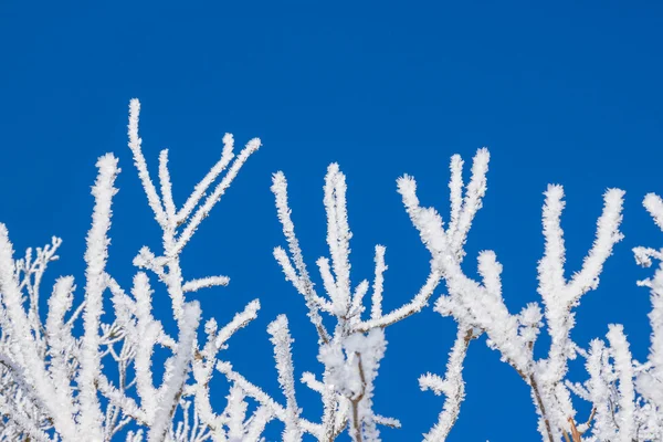 Nahaufnahme von Ästen eines Schnee-Winterbaums — Stockfoto