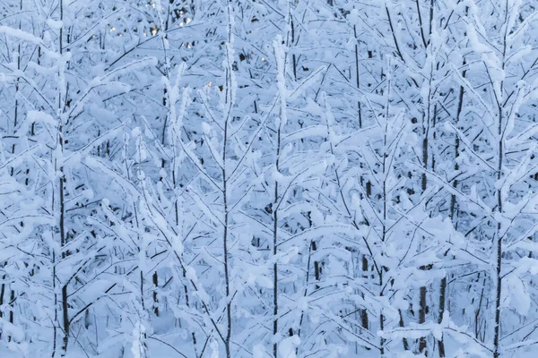 Arbres Hiver Fond Paysage Hivernal Avec Arbres — Photo