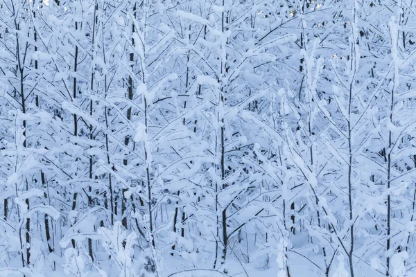 Arbres Hiver Fond Paysage Hivernal Avec Arbres — Photo