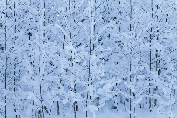 Zimą Drzewa Tło Zimowy Pejzaż Drzewa — Zdjęcie stockowe