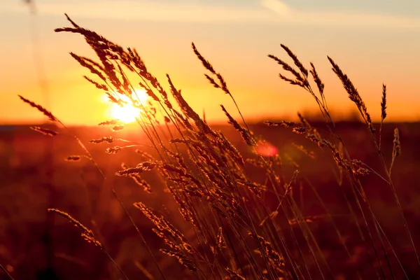 Gräs Vid Solnedgången Med Stark Vind Och Sol Bakgrunden — Stockfoto