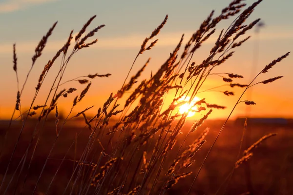 Arka Planda Güçlü Rüzgar Güneş Ile Gün Batımında Çim — Stok fotoğraf