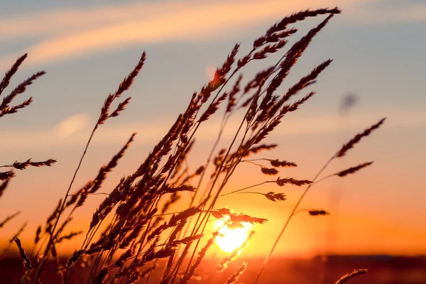 Gräs Vid Solnedgången Med Stark Vind Och Sol Bakgrunden — Stockfoto