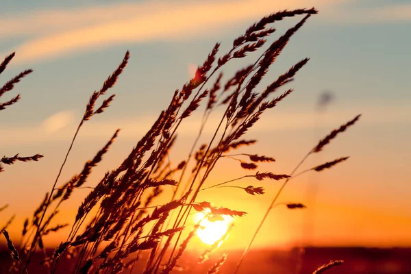 Herbe Coucher Soleil Avec Vent Fort Soleil Arrière Plan — Photo