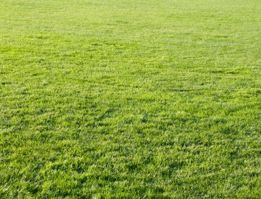 güzel yeşil çim futbol sahası.