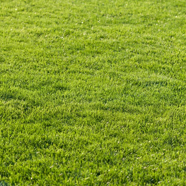 Prachtige groene gras van het voetbalveld. — Stockfoto