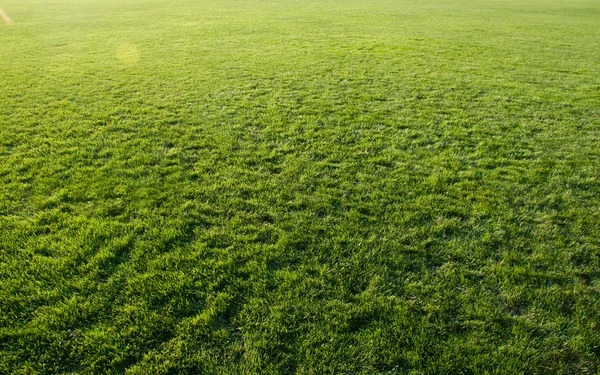 Bella erba verde del campo di calcio . — Foto Stock