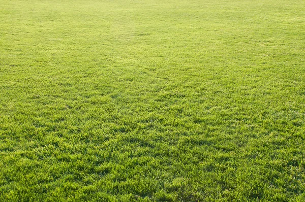 Bella erba verde del campo di calcio . — Foto Stock