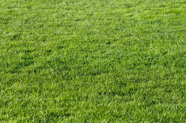 美しい緑の草のフットボール競技場. ストック画像