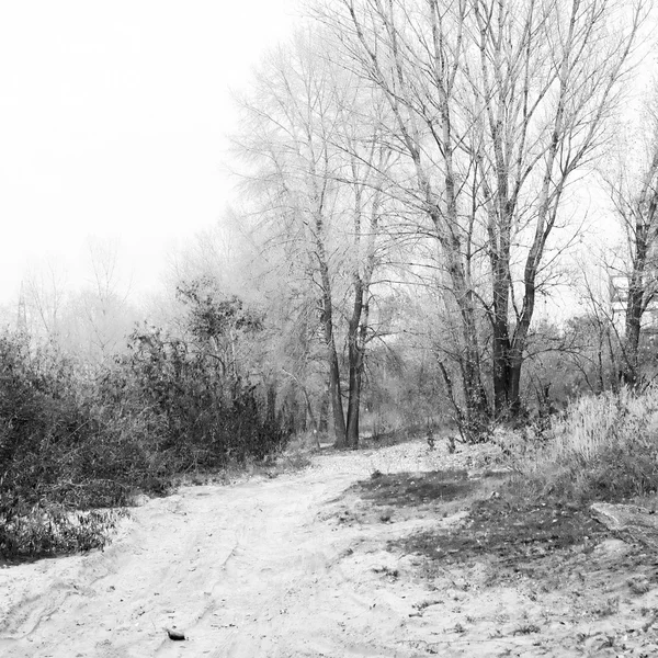 ग्राफिकल ट्री के साथ काले और सफेद शरद ऋतु परिदृश्य . — स्टॉक फ़ोटो, इमेज
