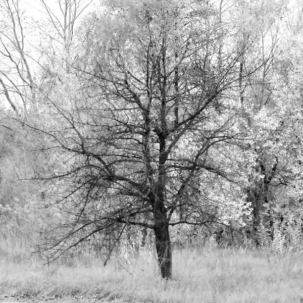 Zwart-wit herfst landschap met grafische bomen. — Stockfoto