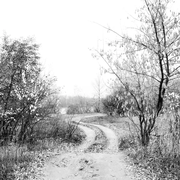 Czarno-białe jesień krajobraz z graficznego drzewa. — Zdjęcie stockowe