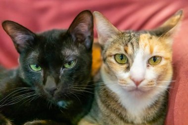 Siyah ve rengarenk yavru kedilerin çekimleri. Evde aylak aylak geziniyorlar.