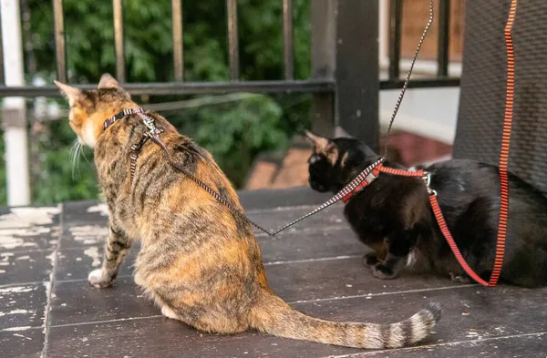 Chats Intérieur Domestiques Laisse Extérieur Sur Balcon Regardant Faune — Photo