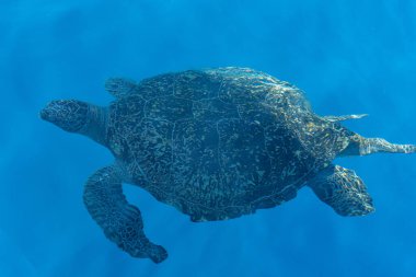 Tayland yakınlarında okyanusta yüzen büyük deniz kaplumbağası.