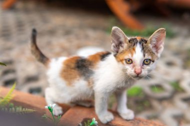 Tayland kedisi yolda bulundu ve çok şakacıdır.