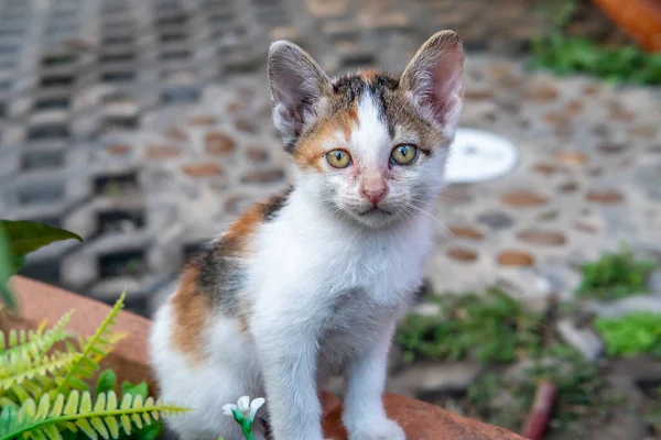 タイの子猫は道路上で発見し 非常に遊び心 — ストック写真