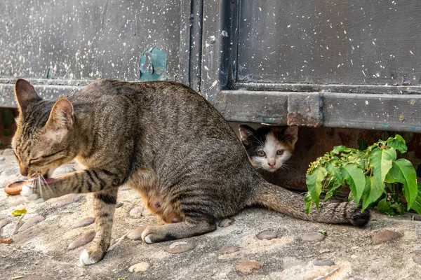 Divers Aliments Asiatiques Nord Thaïlande — Photo