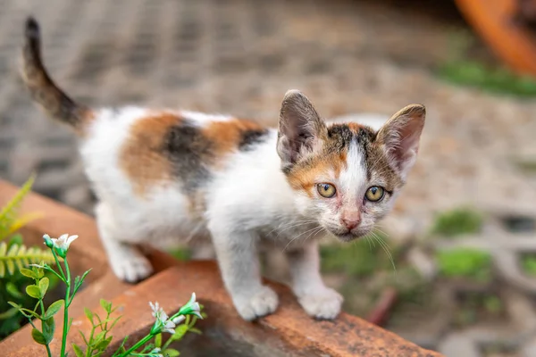 Chaton Thaïlandais Trouvé Sur Route Très Ludique — Photo