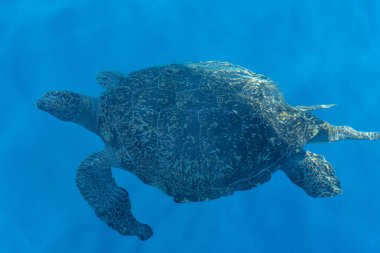 Tayland yakınlarında okyanusta yüzen büyük deniz kaplumbağası.