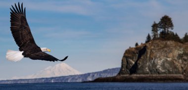 american bald eagle in flight over cook inlet and kachemak bay in alaska in winter clipart