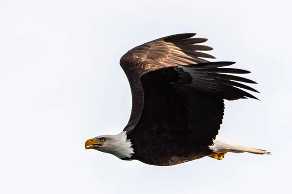 Amerikanischer Weißkopfseeadler Flug Gegen Weißen Flachen Himmel — Stockfoto