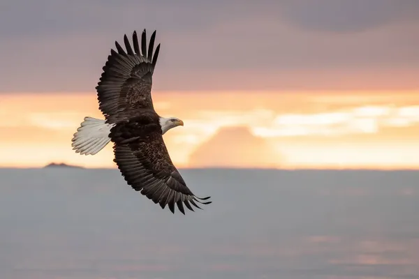 Amerikanischer Weißkopfseeadler Flug Über Kochbucht Und Kachemak Bay Alaska Bei — Stockfoto