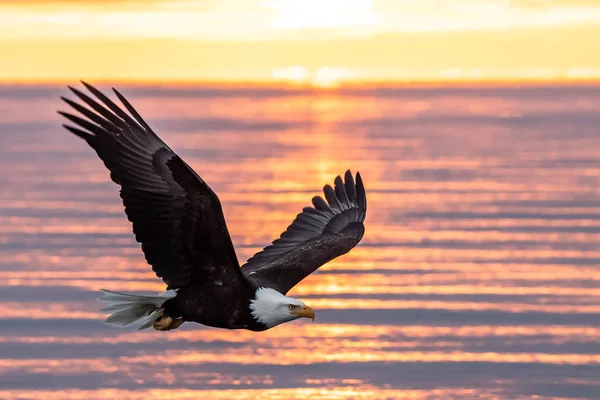 Amerikanischer Weißkopfseeadler Flug Über Kochbucht Bei Dramatischem Sonnenuntergang — Stockfoto