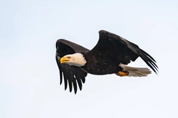 Amerikaanse Kale Adelaar Vlucht Tegen Heldere Witte Bewolkte Lucht — Stockfoto