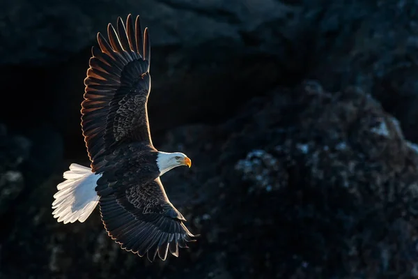 Amerikanischer Weißkopfseeadler Flug Und Bankett Gegen Dunkle Felsige Berghänge Alaska — Stockfoto