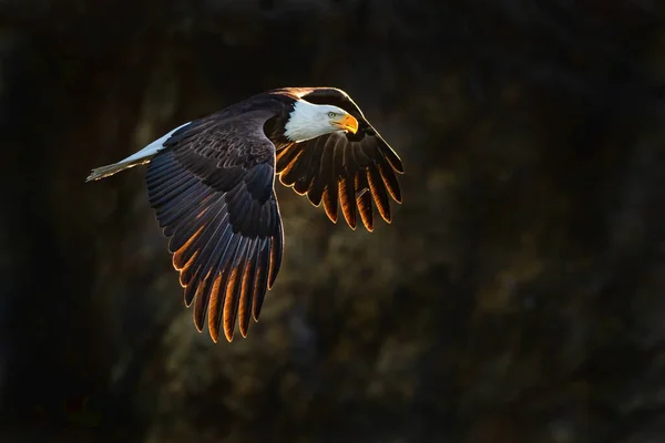 Американский Лысый Орлан Полете Подсвеченный Темном Естественном Фоне — стоковое фото