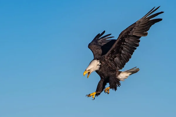 American Calvo Águila Swooping Abajo Gritando Contra Claro Azul Alaska — Foto de Stock
