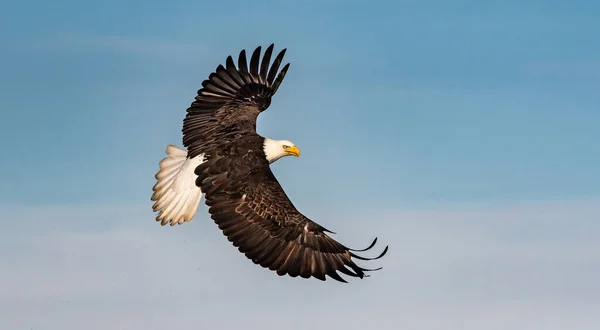 Aquila Calva Americana Volo Contro Cielo Blu Alaska Nebbioso Con — Foto Stock