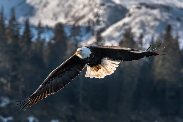 Águia Careca Americana Voo Direção Câmera Contra Fundo Montanha Florestada — Fotografia de Stock
