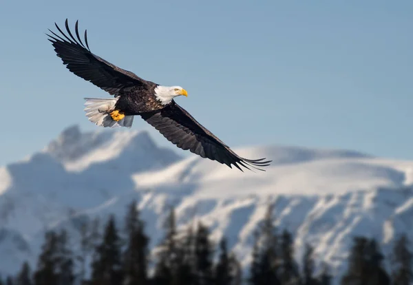 Американський Лисий Орел Польоті Проти Засніжених Гір Аляски Ліцензійні Стокові Зображення