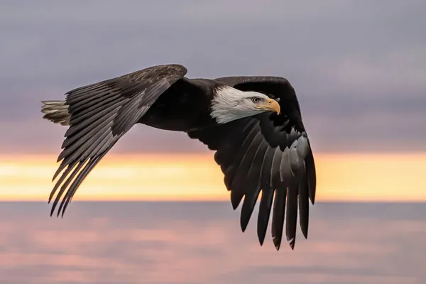 Aquila Calva Americana Volo Sulla Baia Kachemak Alaska Durante Vivido Immagini Stock Royalty Free