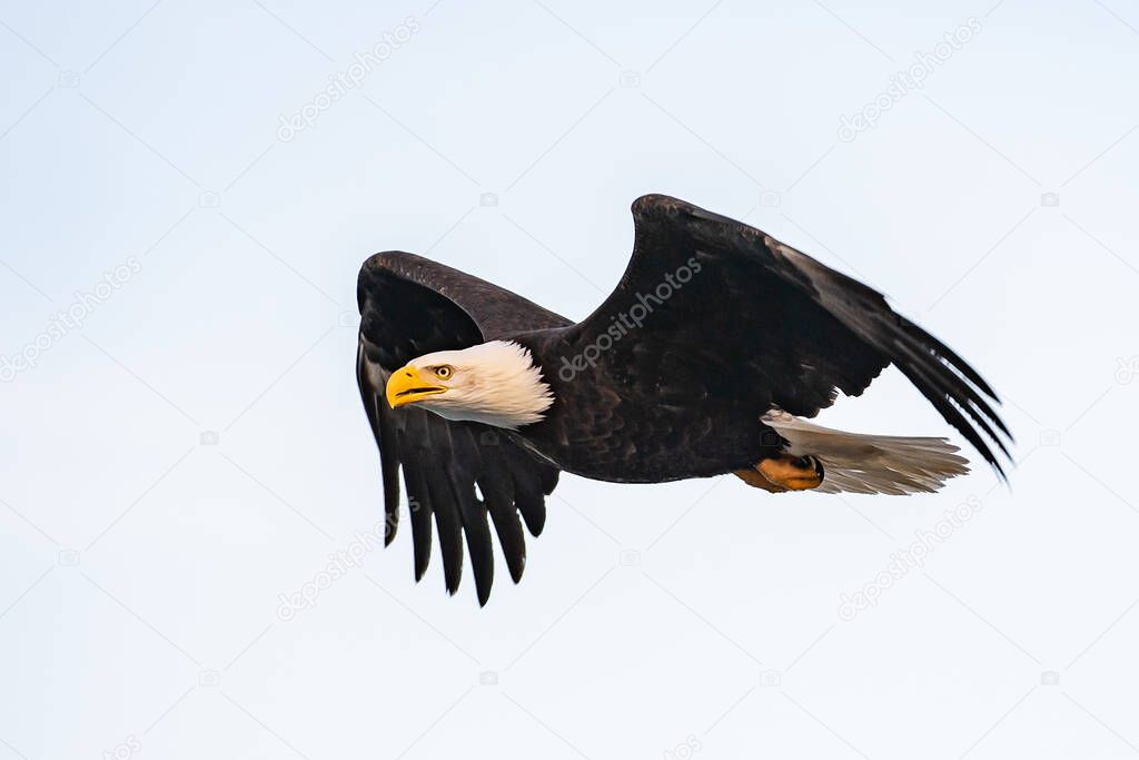 american bald eagle in flight against bright white cloudy sky