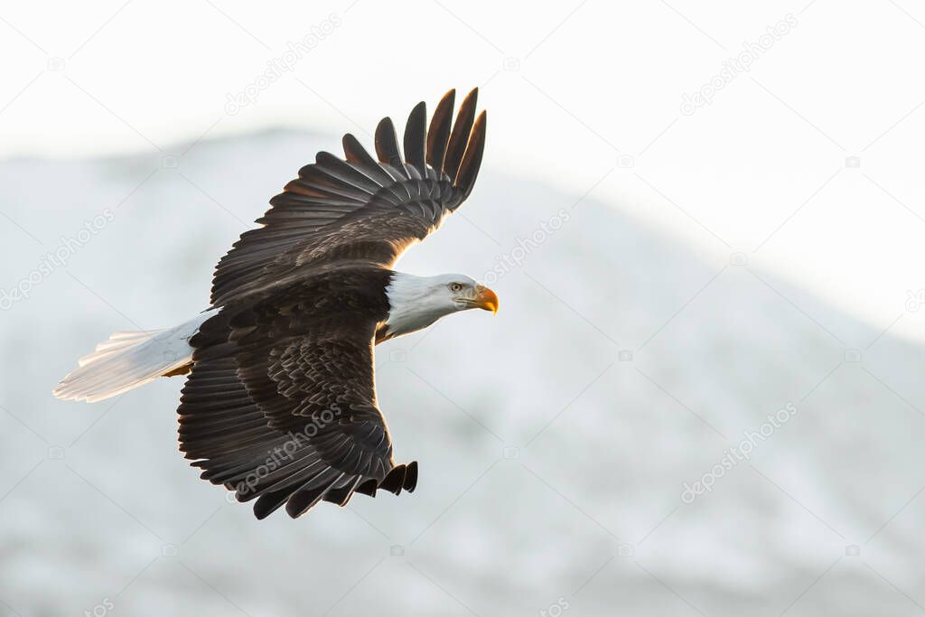 american bvald eagle in flight against snow-covered alaskan kenai mountain