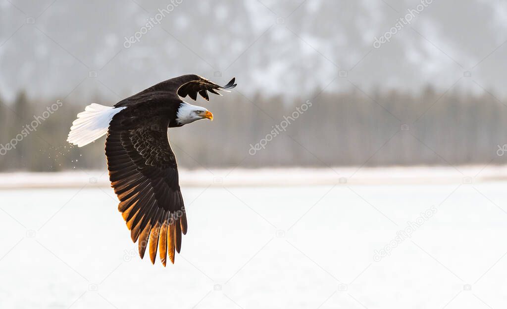 american bald eagle in flight, backlit, against kachemak bay and snowy, forested mountians