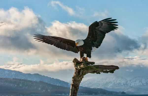 Águia Careca Americana Aterrissando Árvore Contra Alasca Kenai Picos Montanha — Fotografia de Stock