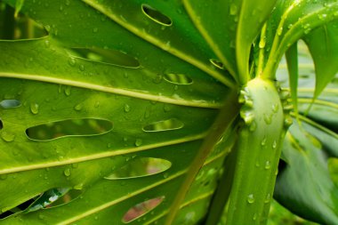 delikleri olan yeşil bir yaprağın dokusu, Brezilya, Sao Paulo, Brezilya