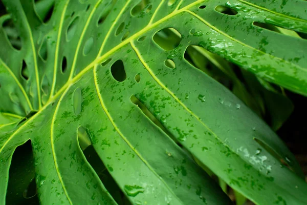 Textuur Van Een Groen Blad Met Gaatjes Braziliaanse Klis Sao — Stockfoto