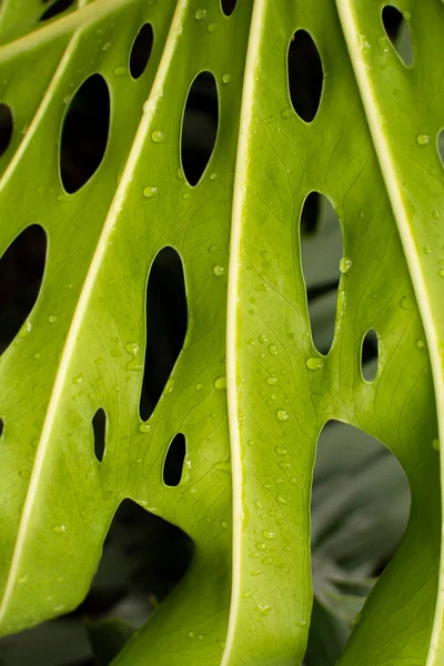 Textuur Van Een Groen Blad Met Gaatjes Braziliaanse Klis Sao — Stockfoto