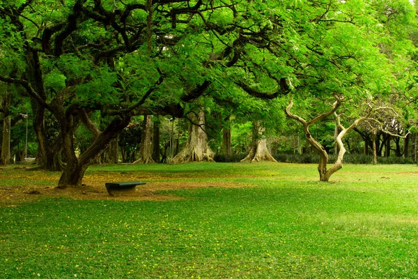 Ibirapuera Park Sao Paulo Brazil 공원의 — 스톡 사진