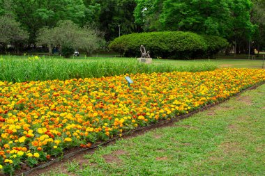 Sao Paulo, Brezilya - 10 Ekim 2021: Ibirapuera Park, Sao Paulo, Brezilya. Parkın yeşil manzarası.