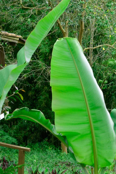 Grote Groene Bananenbladeren Tuin — Stockfoto