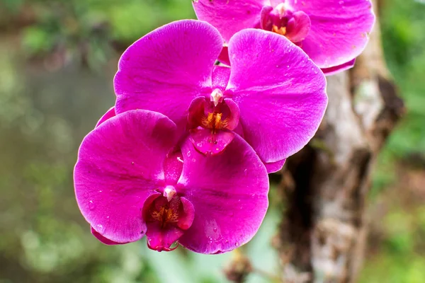 Rosa Orkidé Trädgården Närbild — Stockfoto